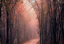 伊兰加一条龙破门!曼联0-1诺丁汉森林4轮不败终结.